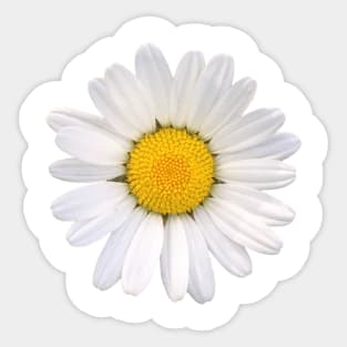 Daisy Flower Sticker